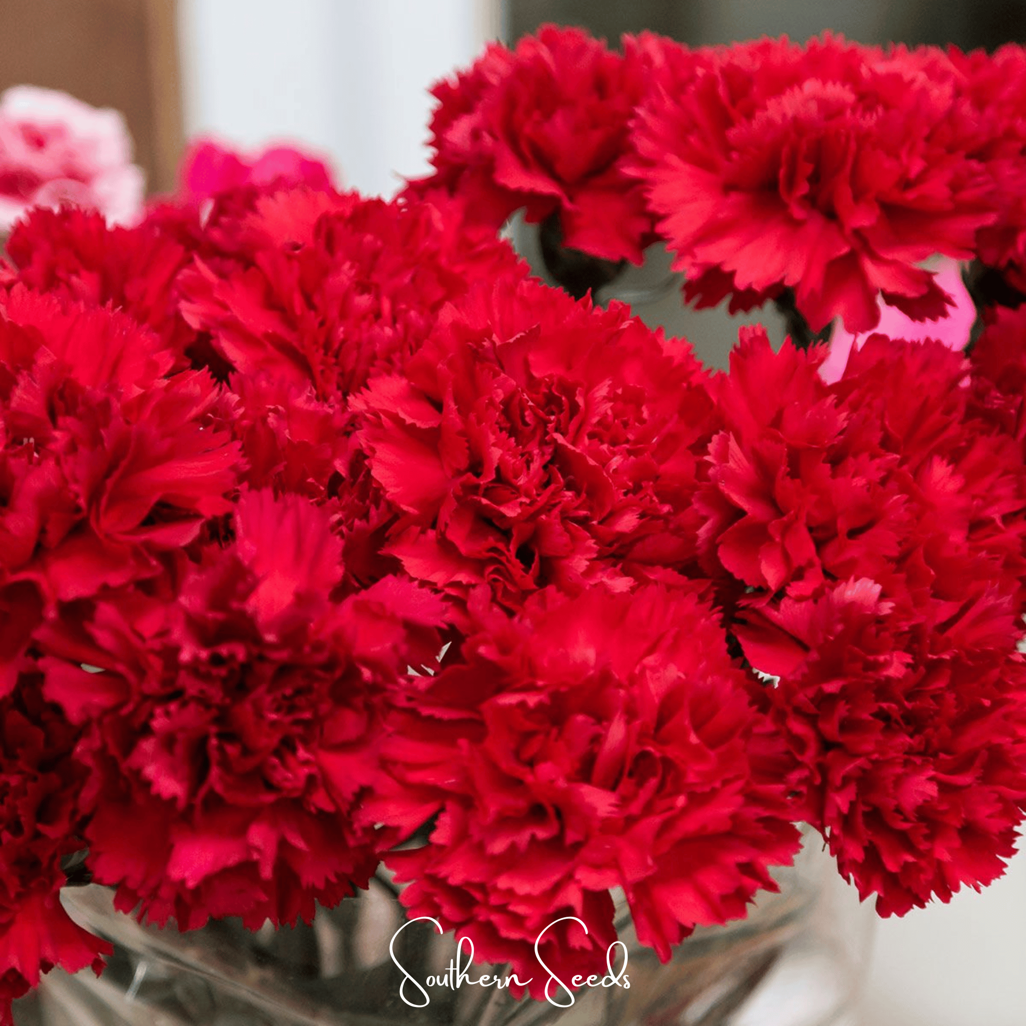 Etincellant Carnation – 25 Seeds | Seeds | Wiccan Center
