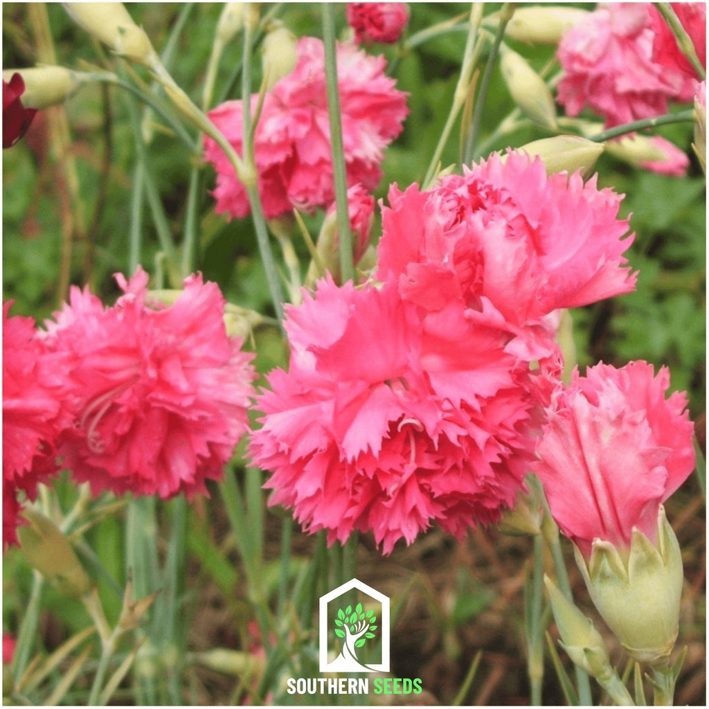 Rose Grenadin Carnation – 25 Seeds | Seeds | Wiccan Center