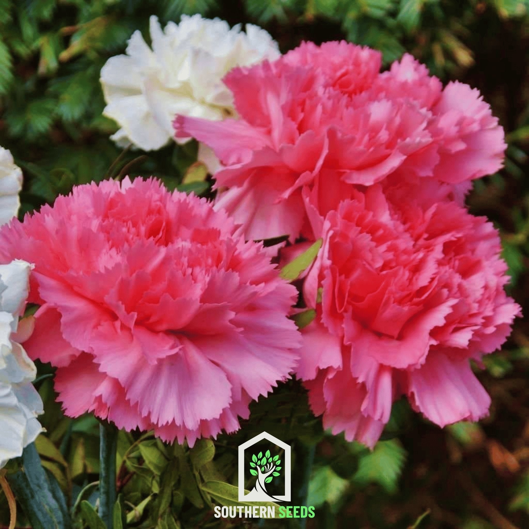 Rose Grenadin Carnation – 25 Seeds | Seeds | Wiccan Center