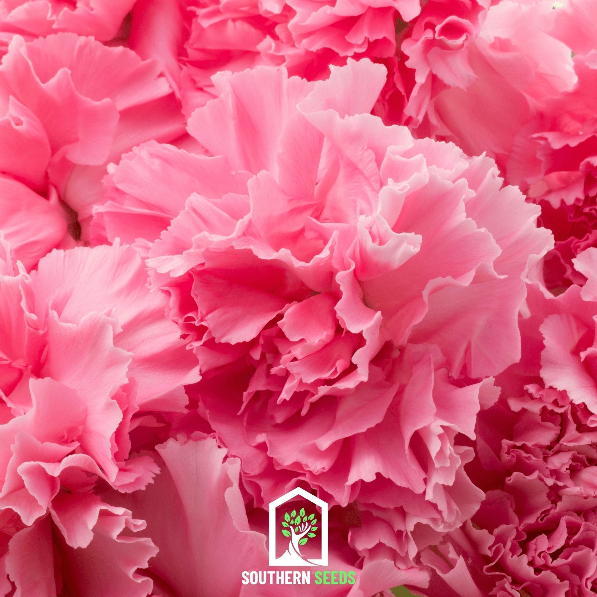 Rose Grenadin Carnation – 25 Seeds | Seeds | Wiccan Center