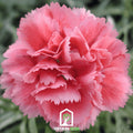 Rose Grenadin Carnation – 25 Seeds | Seeds | Wiccan Center