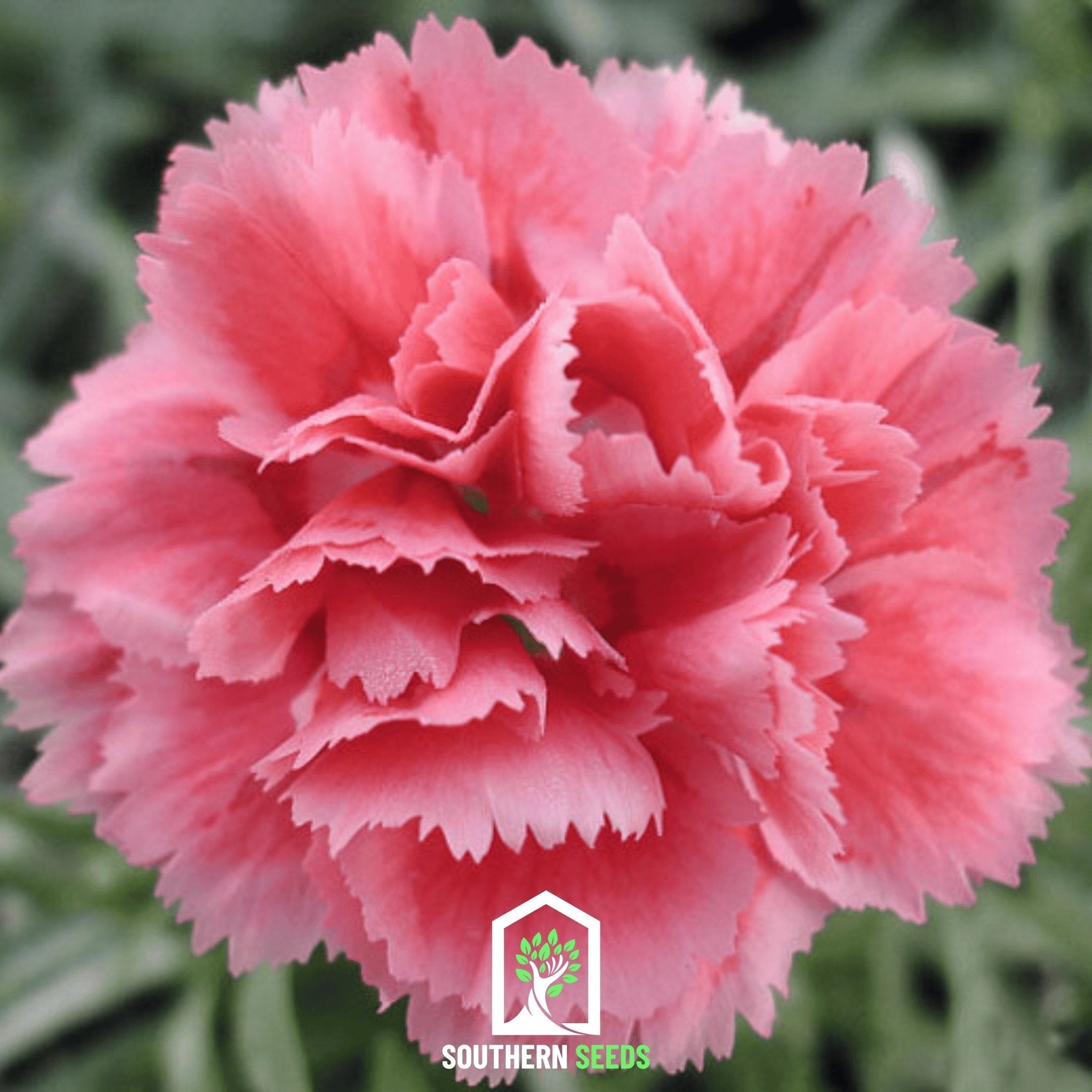 Rose Grenadin Carnation – 25 Seeds | Seeds | Wiccan Center