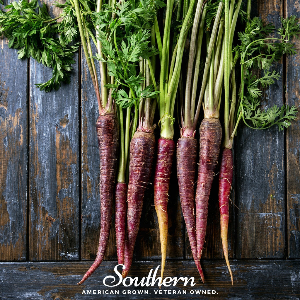 Cosmic Purple Carrot – 250 Seeds | Seeds | Wiccan Center