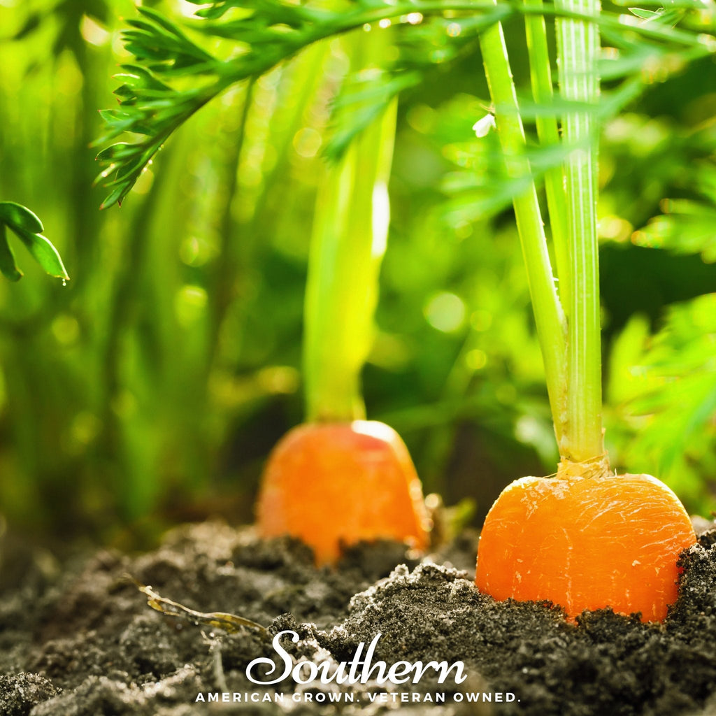 Danvers Carrot – 250 Seeds | Seeds | Wiccan Center