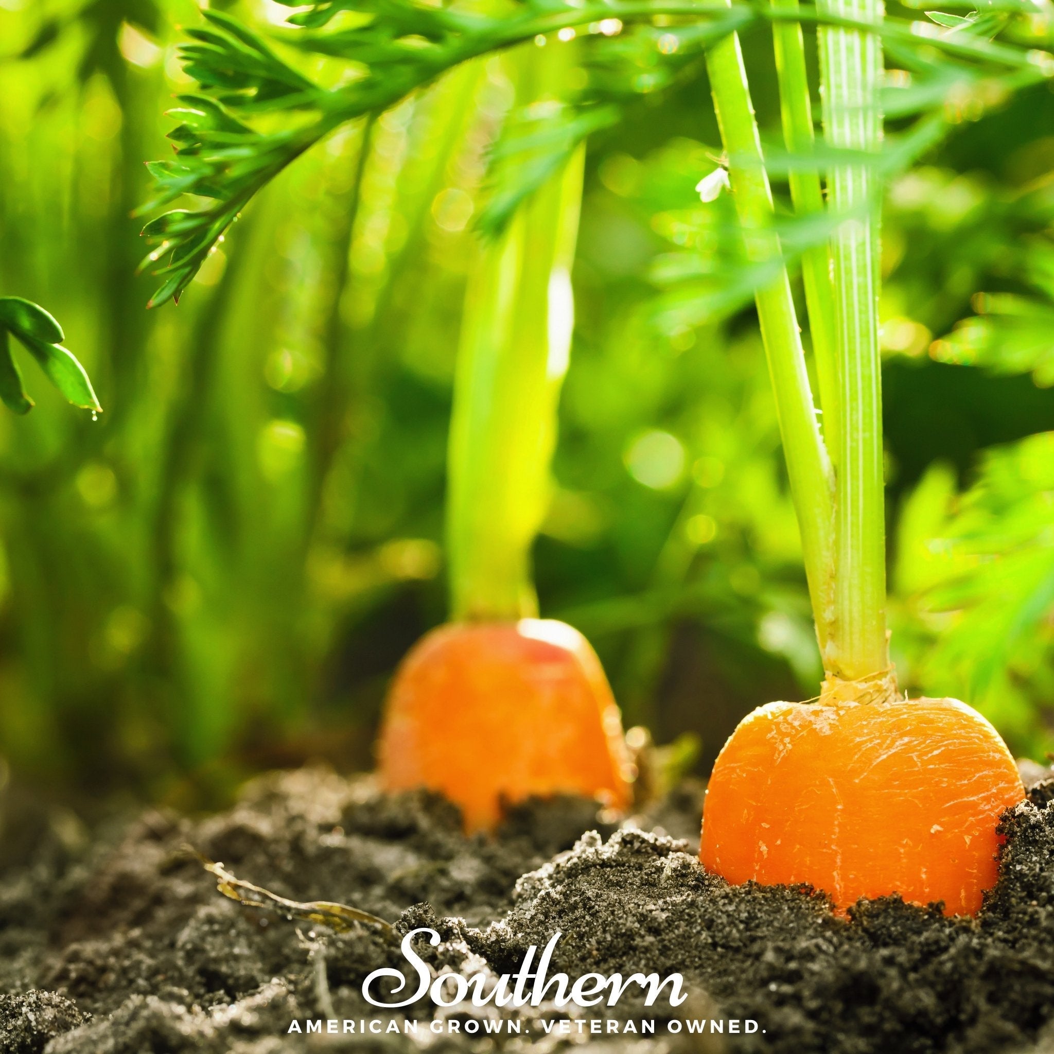Danvers Carrot – 250 Seeds | Seeds | Wiccan Center
