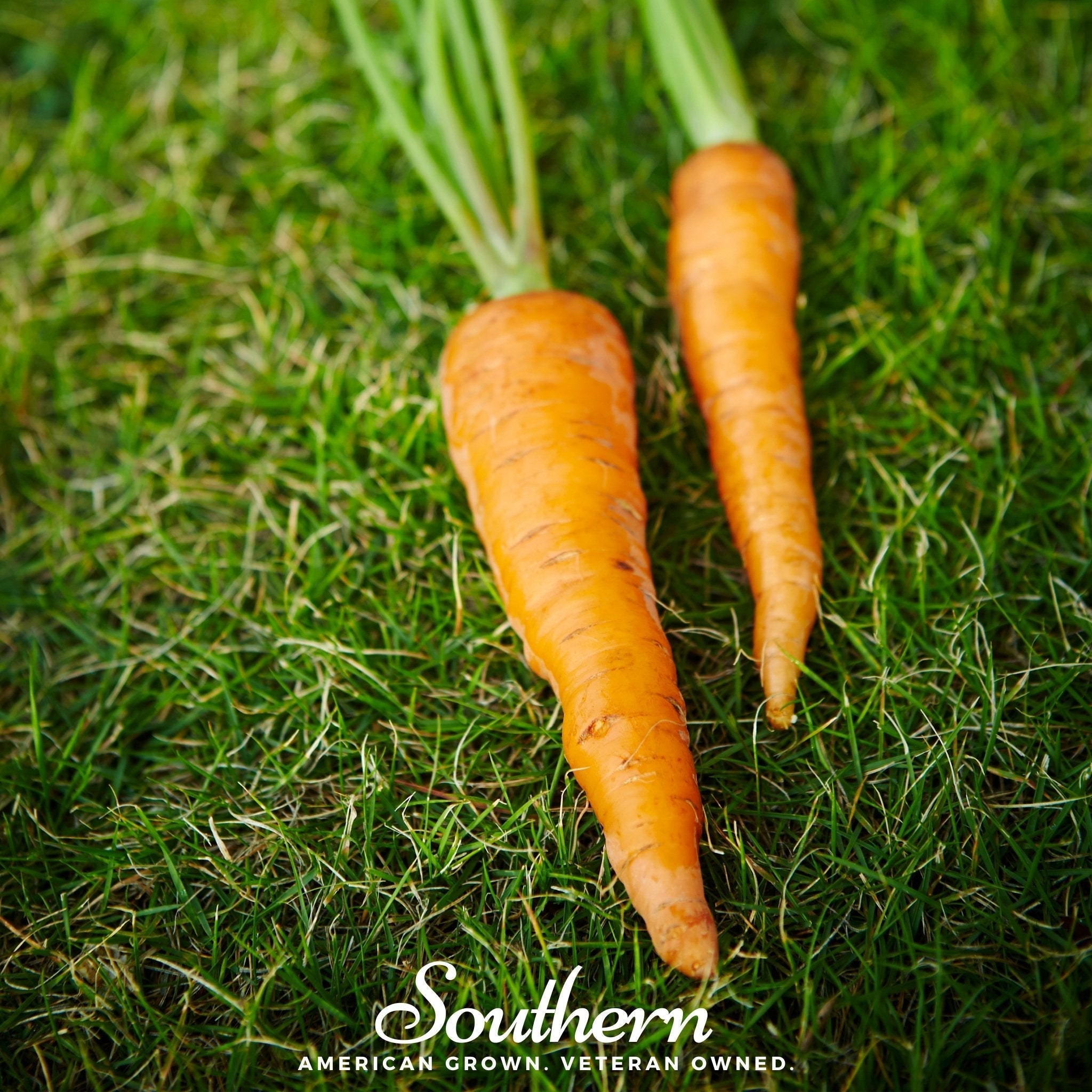 Danvers Carrot – 250 Seeds | Seeds | Wiccan Center