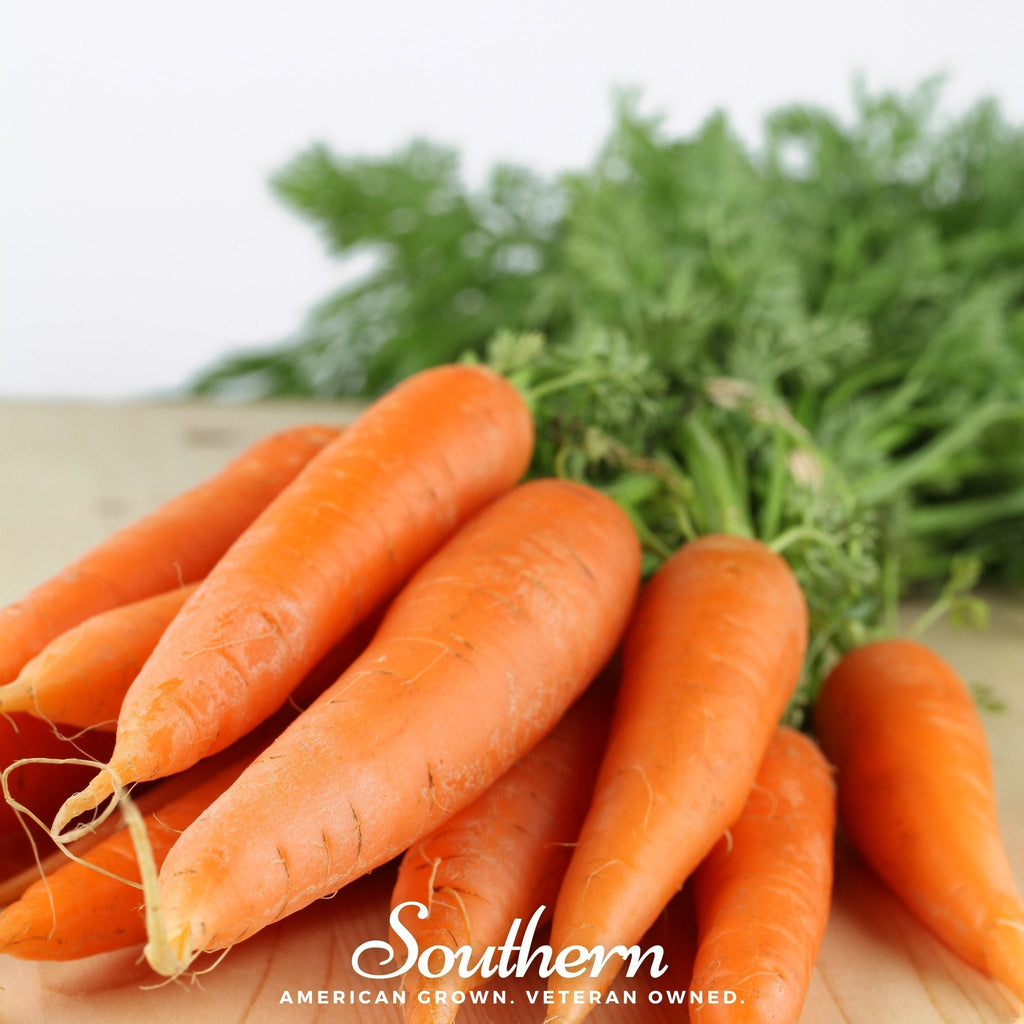 Danvers Carrot – 250 Seeds | Seeds | Wiccan Center