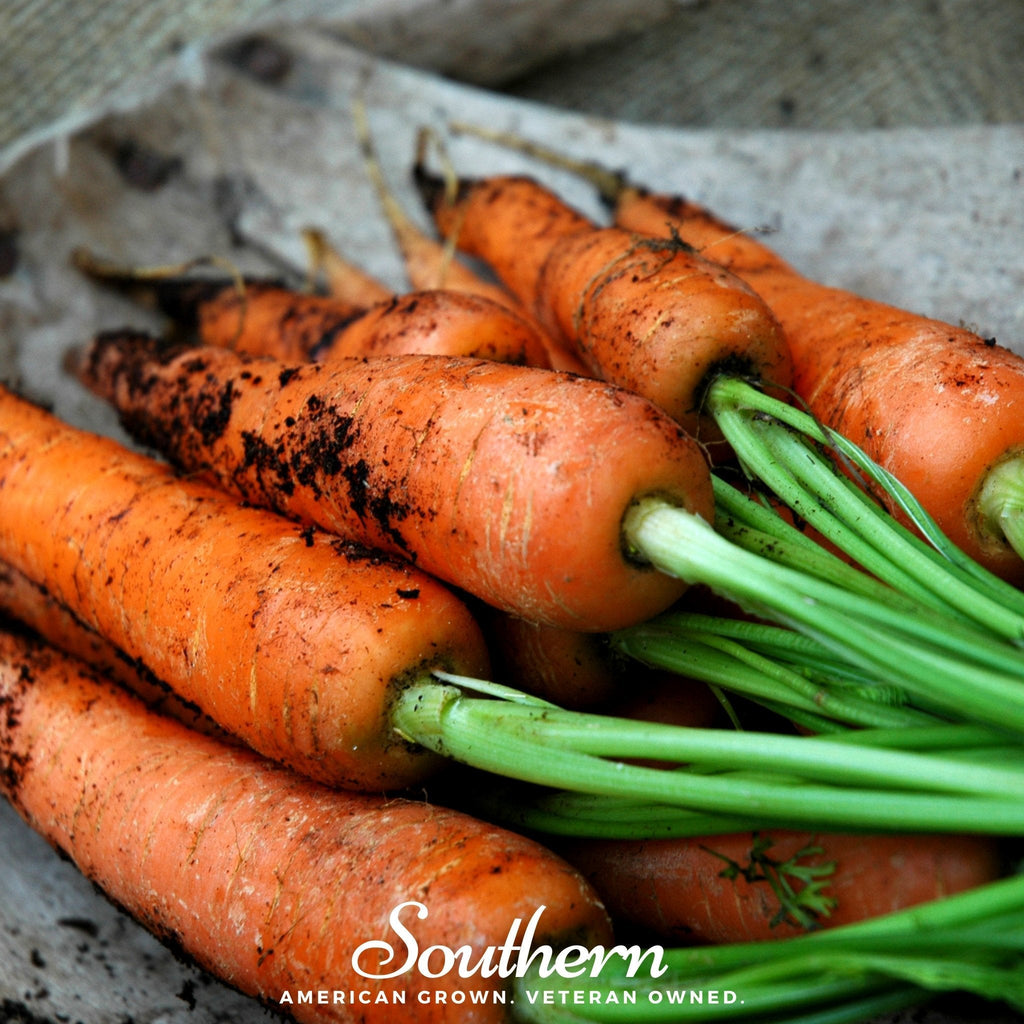 Danvers Carrot – 250 Seeds | Seeds | Wiccan Center