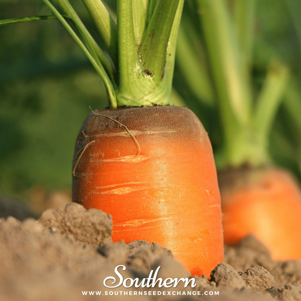 Imperator 58 Carrot – 250 Seeds | Seeds | Wiccan Center