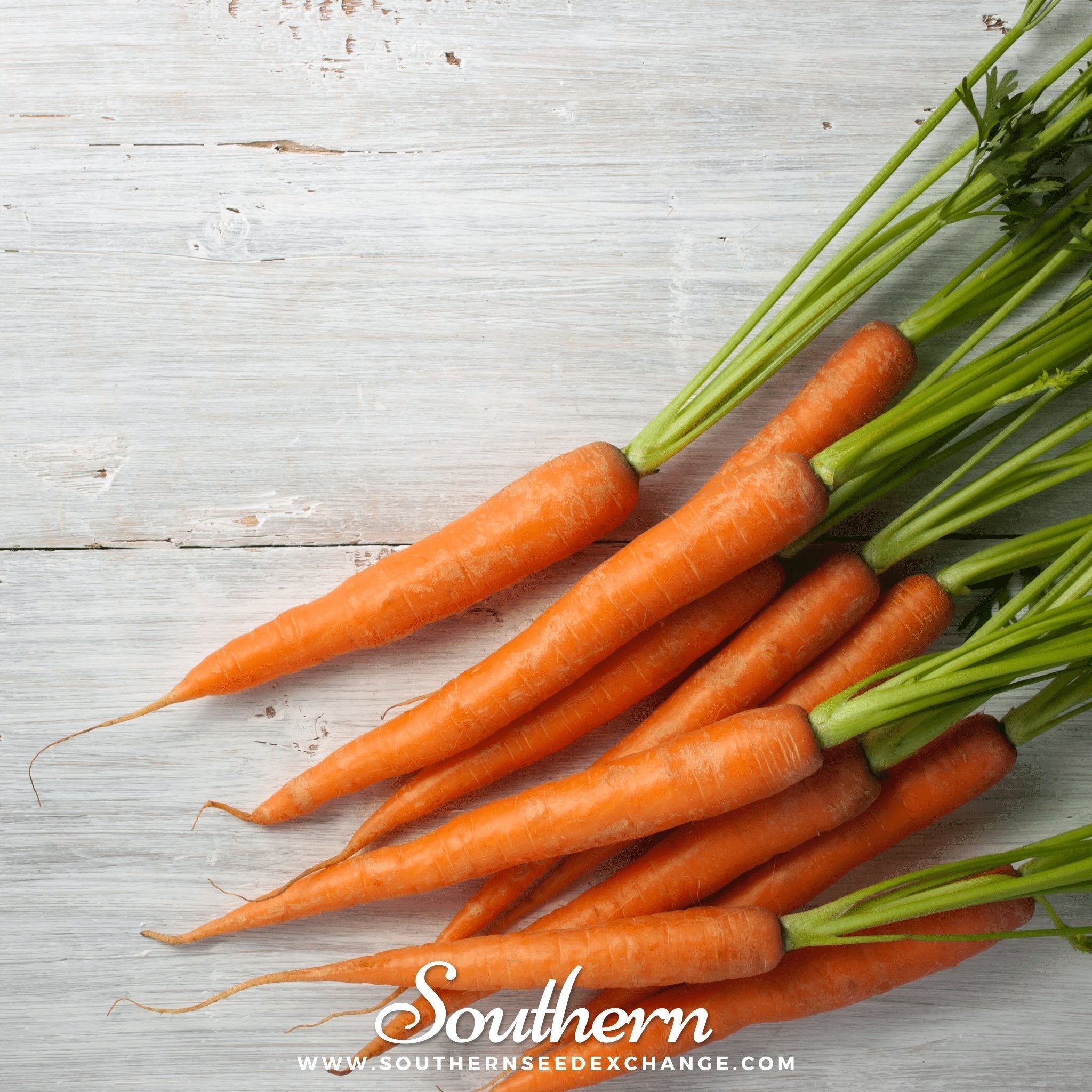 Imperator 58 Carrot – 250 Seeds | Seeds | Wiccan Center