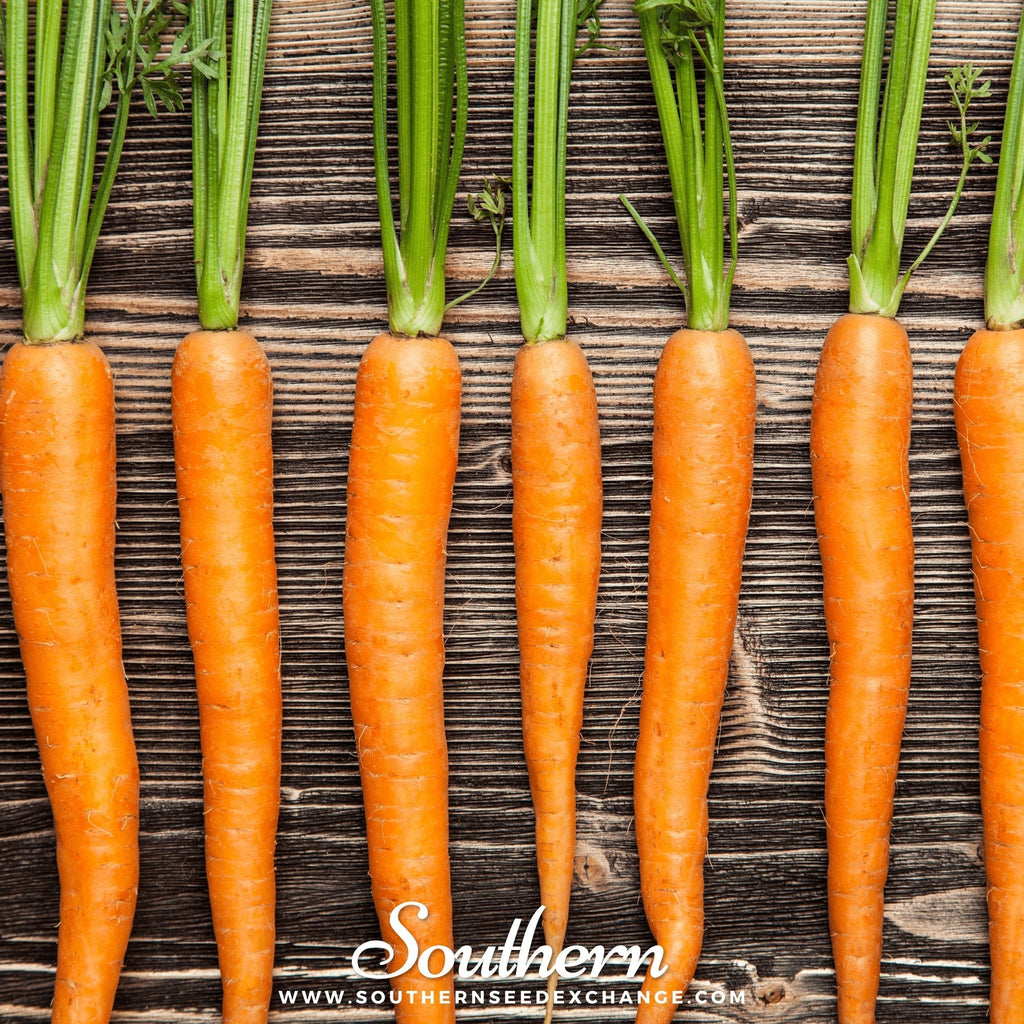 Imperator 58 Carrot – 250 Seeds | Seeds | Wiccan Center