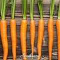 Imperator 58 Carrot – 250 Seeds | Seeds | Wiccan Center