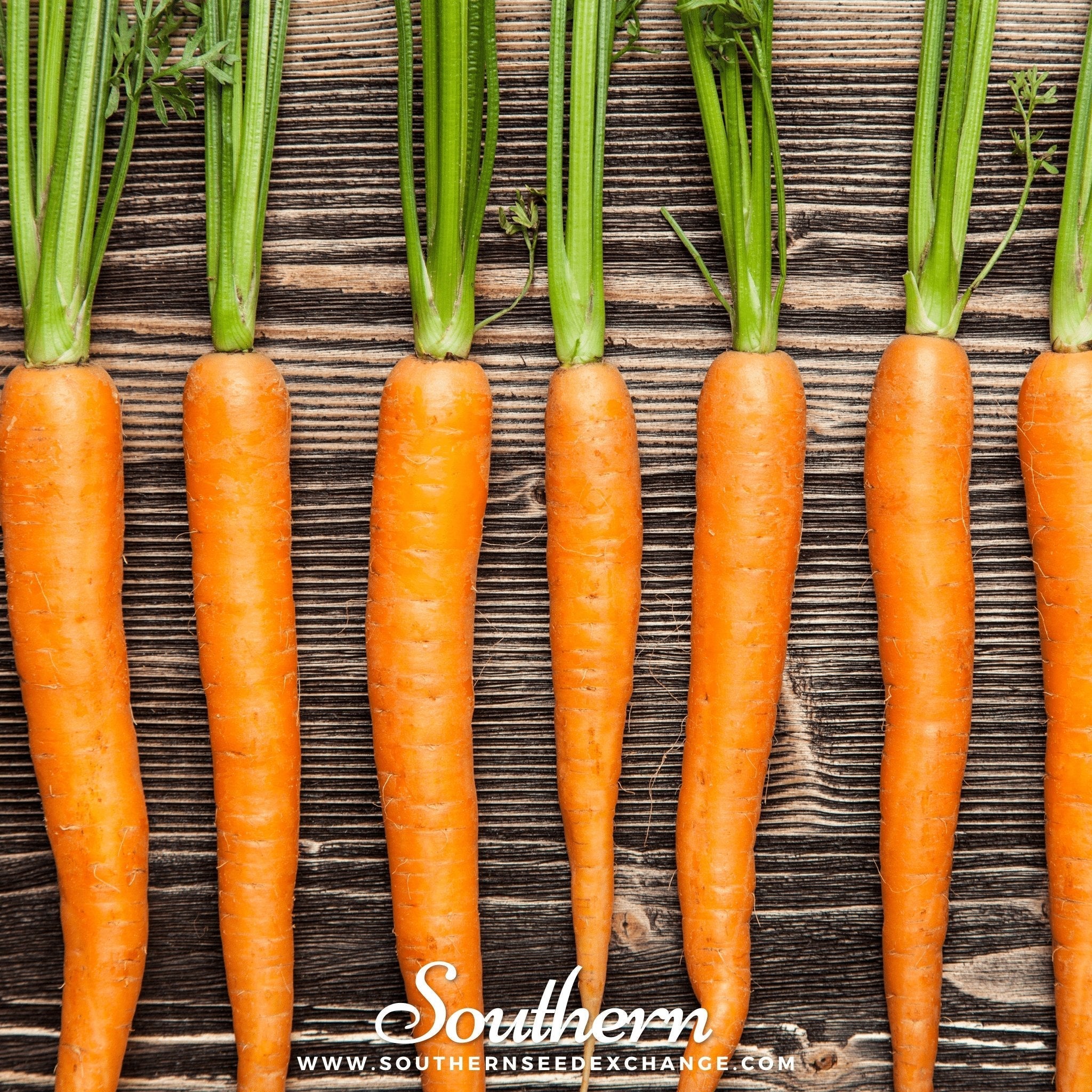 Imperator 58 Carrot – 250 Seeds | Seeds | Wiccan Center