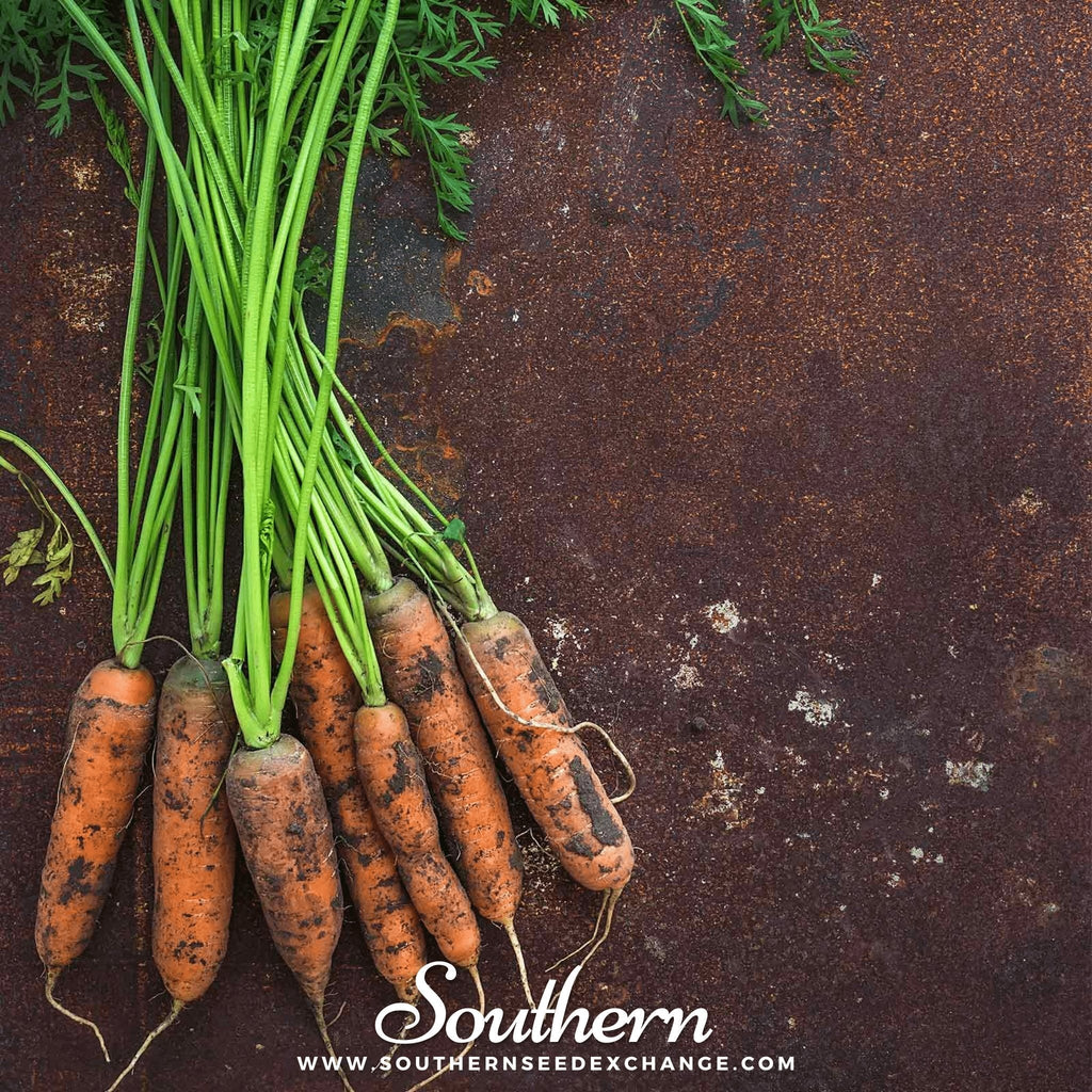 Little Finger Carrot – 250 Seeds | Seeds | Wiccan Center