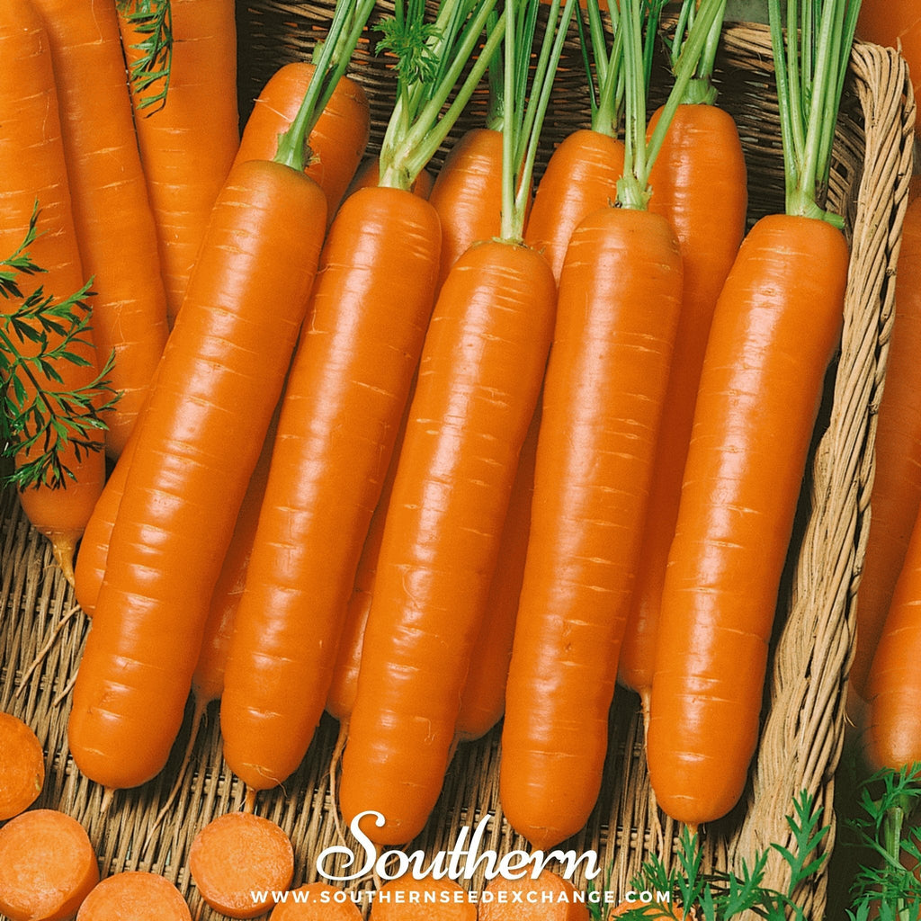 Little Finger Carrot – 250 Seeds | Seeds | Wiccan Center