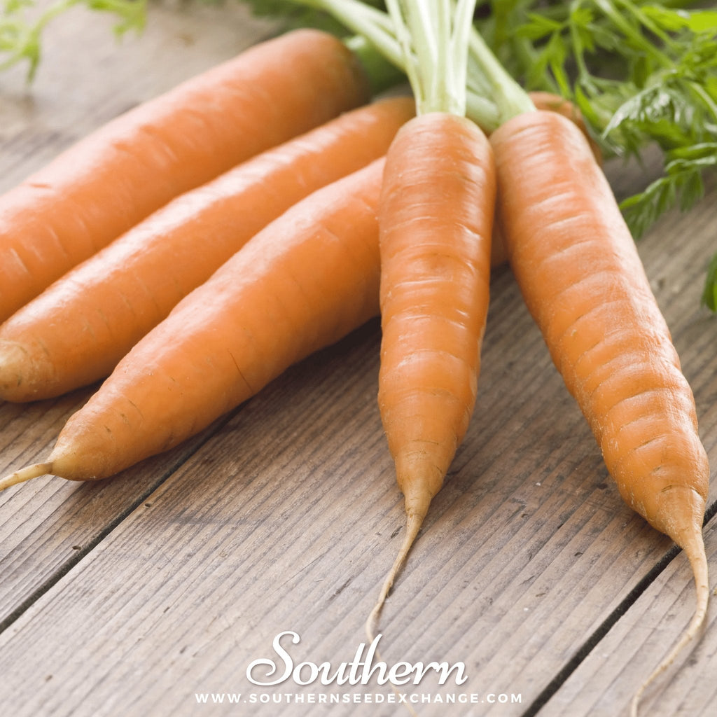 Little Finger Carrot – 250 Seeds | Seeds | Wiccan Center