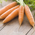 Little Finger Carrot – 250 Seeds | Seeds | Wiccan Center