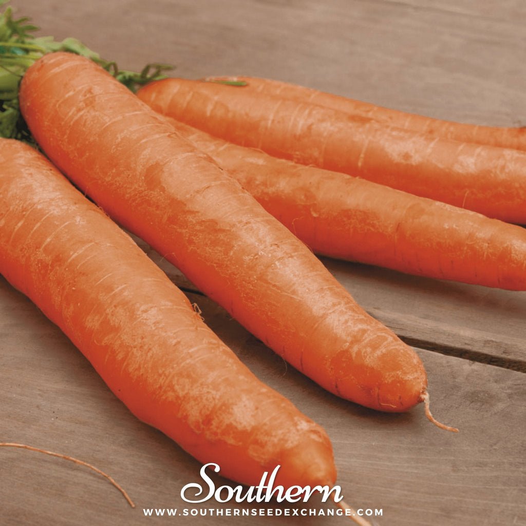 Little Finger Carrot – 250 Seeds | Seeds | Wiccan Center