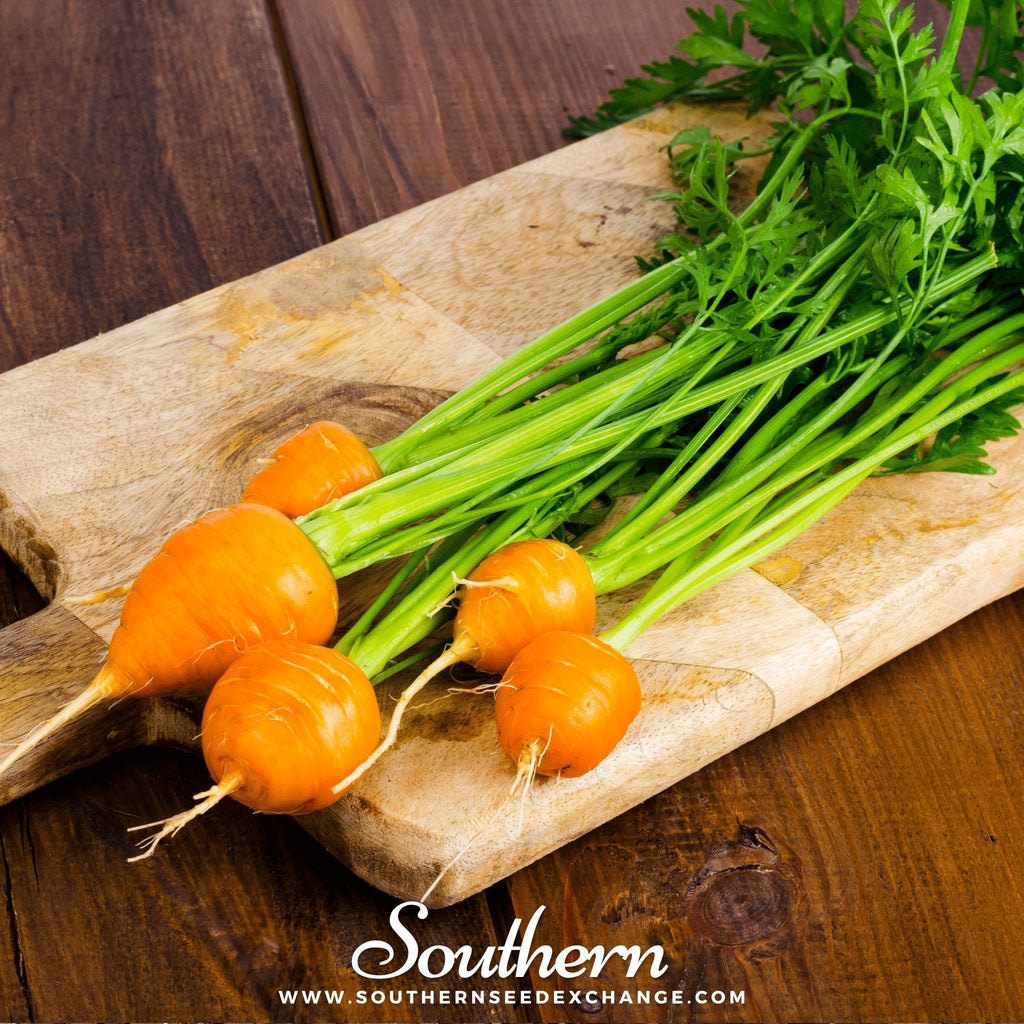 Parisian Carrot – 250 Seeds | Seeds | Wiccan Center