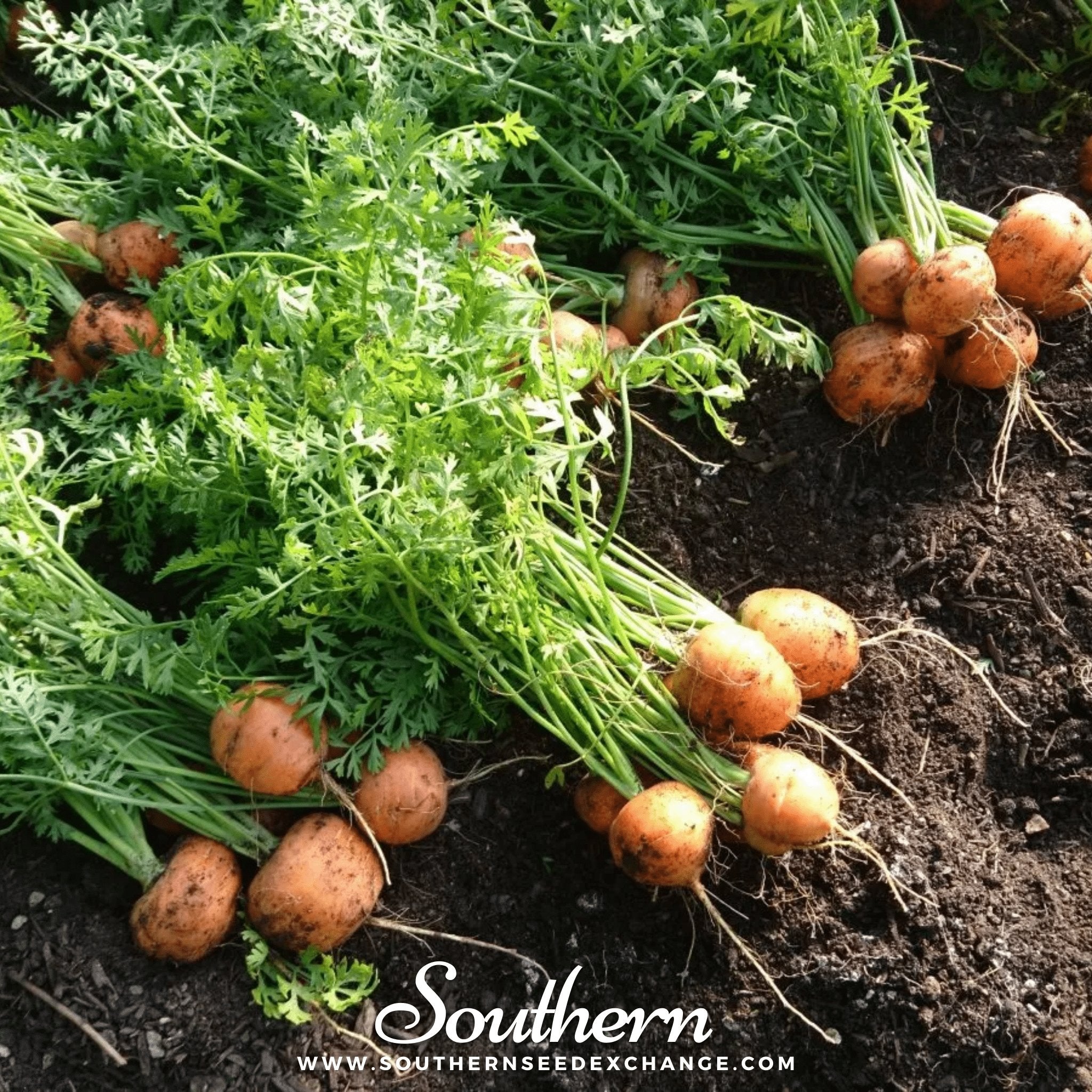 Parisian Carrot – 250 Seeds | Seeds | Wiccan Center