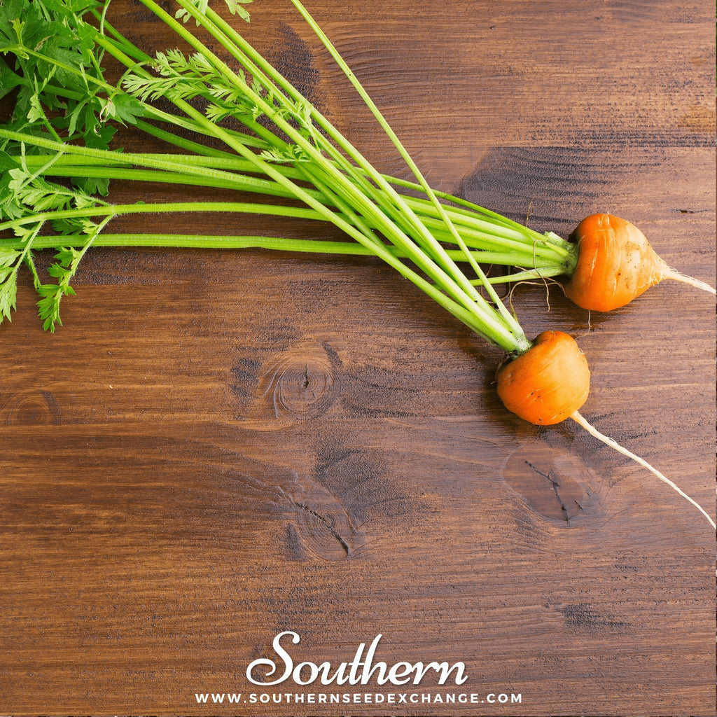 Parisian Carrot – 250 Seeds | Seeds | Wiccan Center