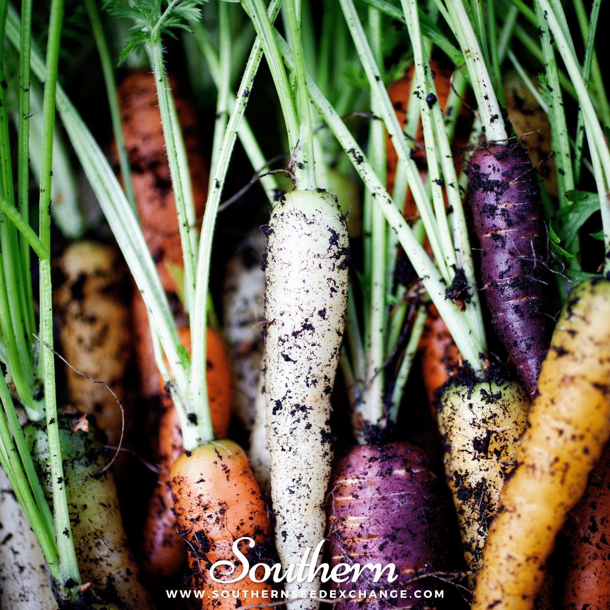 Rainbow Carrot – 100 Seeds | | Wiccan Center