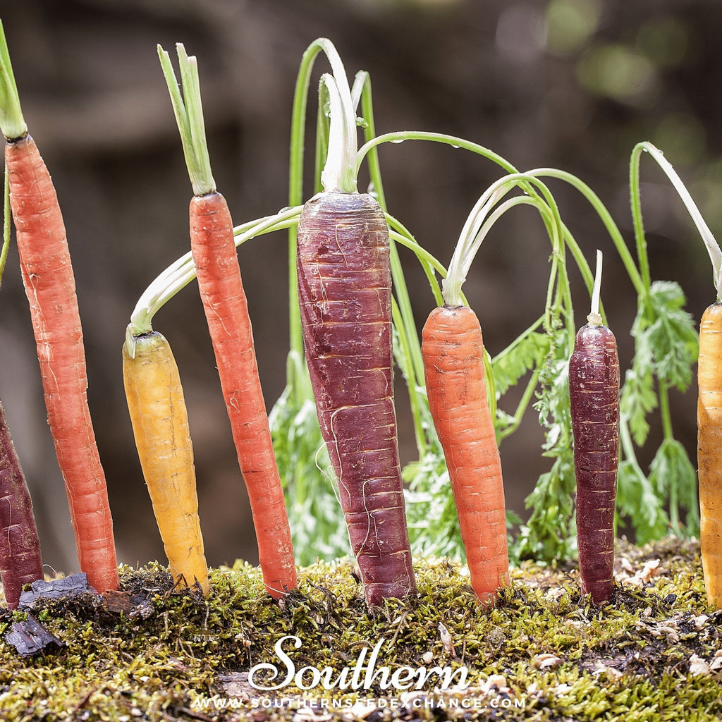 Rainbow Carrot – 100 Seeds | | Wiccan Center