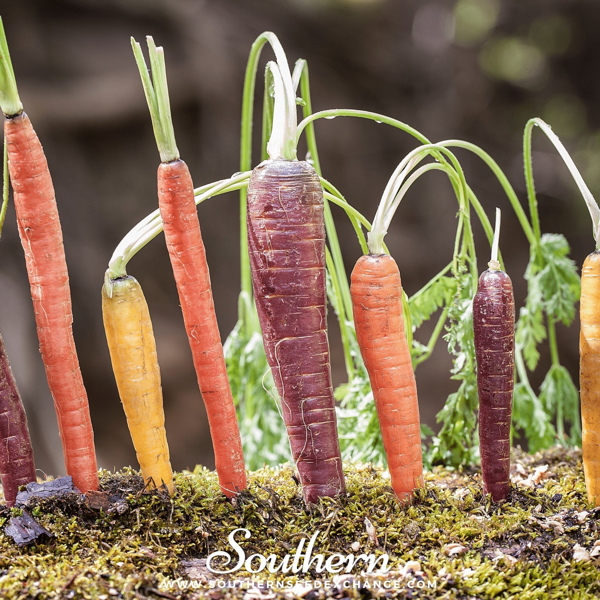 Rainbow Carrot – 100 Seeds | | Wiccan Center