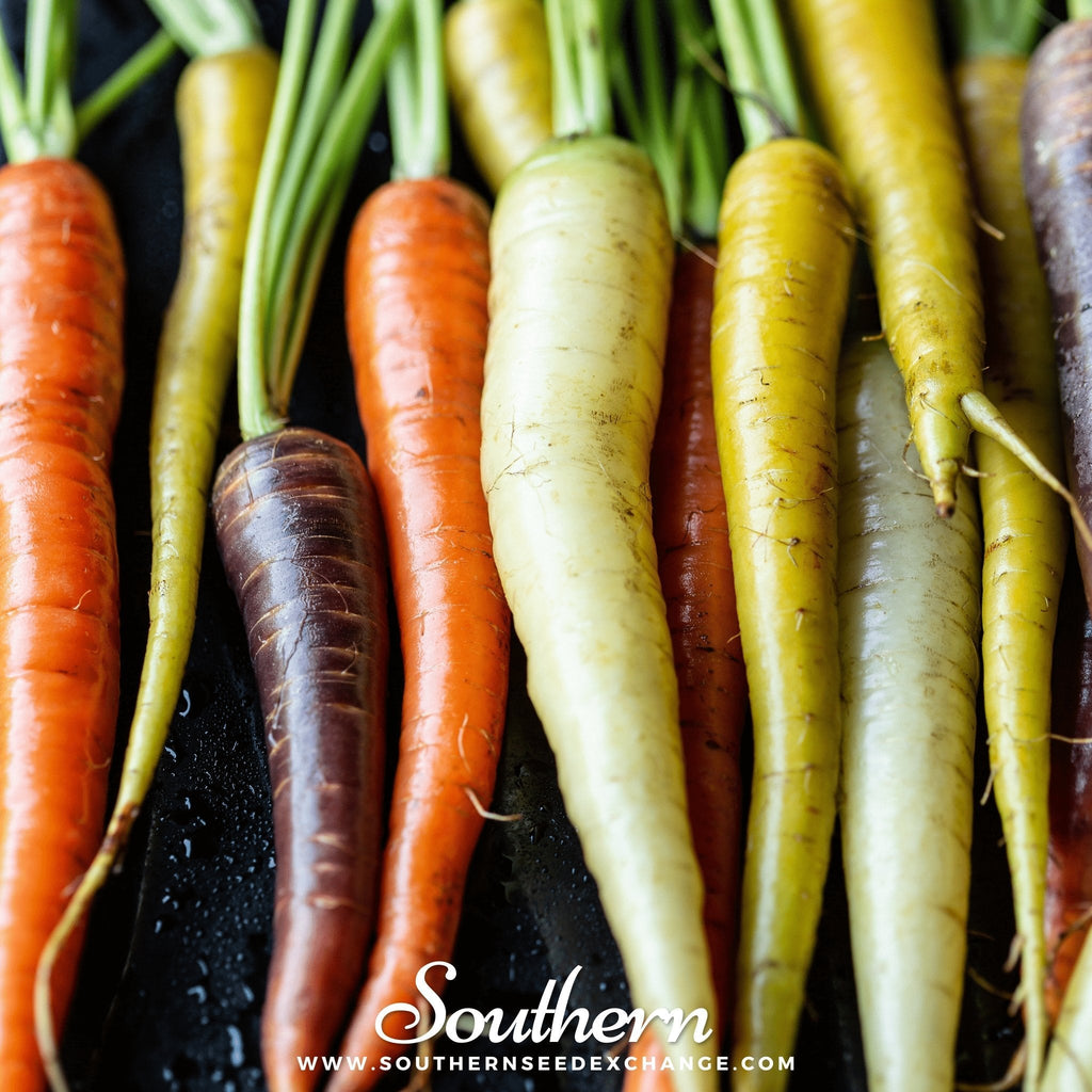Rainbow Carrot – 100 Seeds | | Wiccan Center