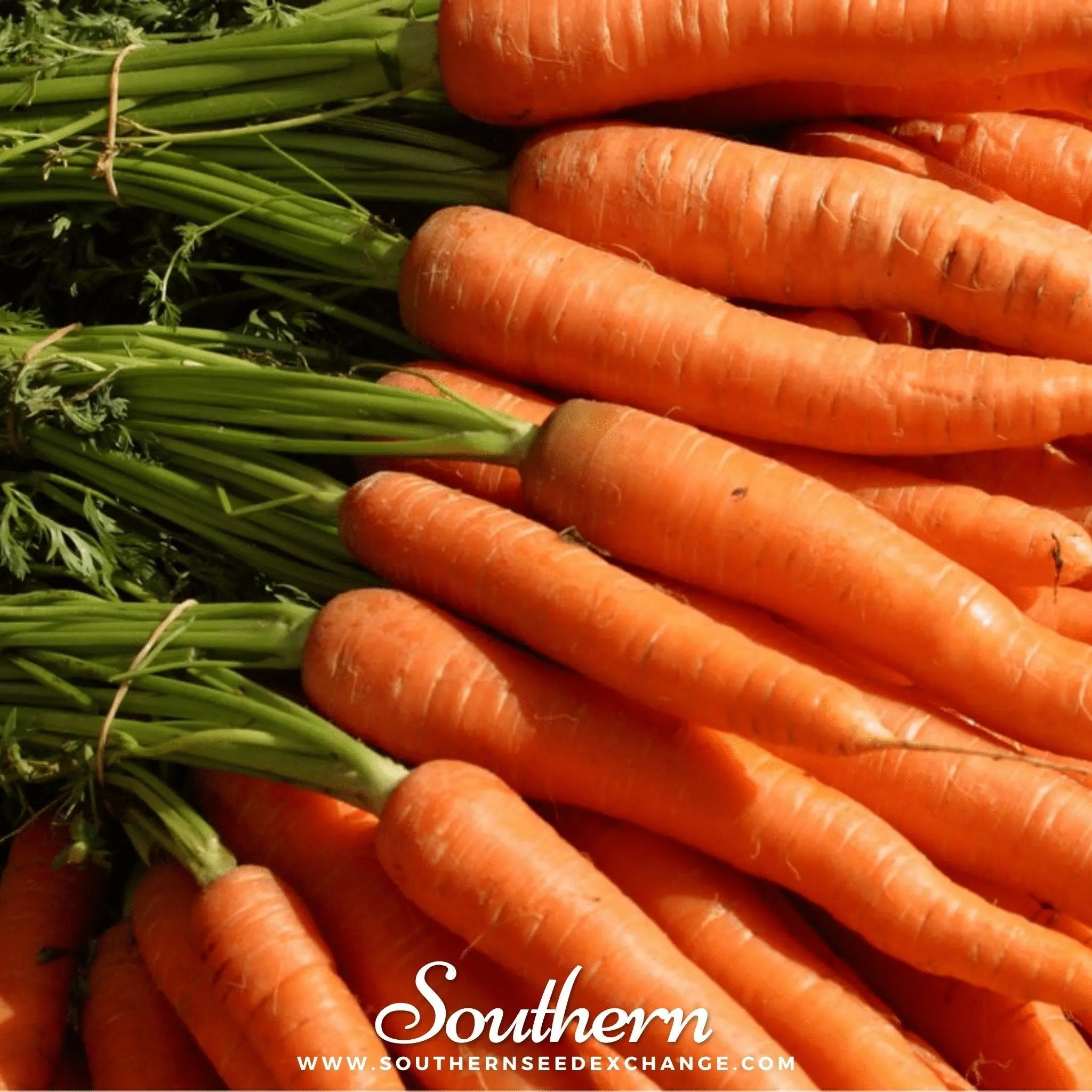 Tendersweet Carrot – 250 Seeds | | Wiccan Center