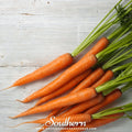 Tendersweet Carrot – 250 Seeds | | Wiccan Center