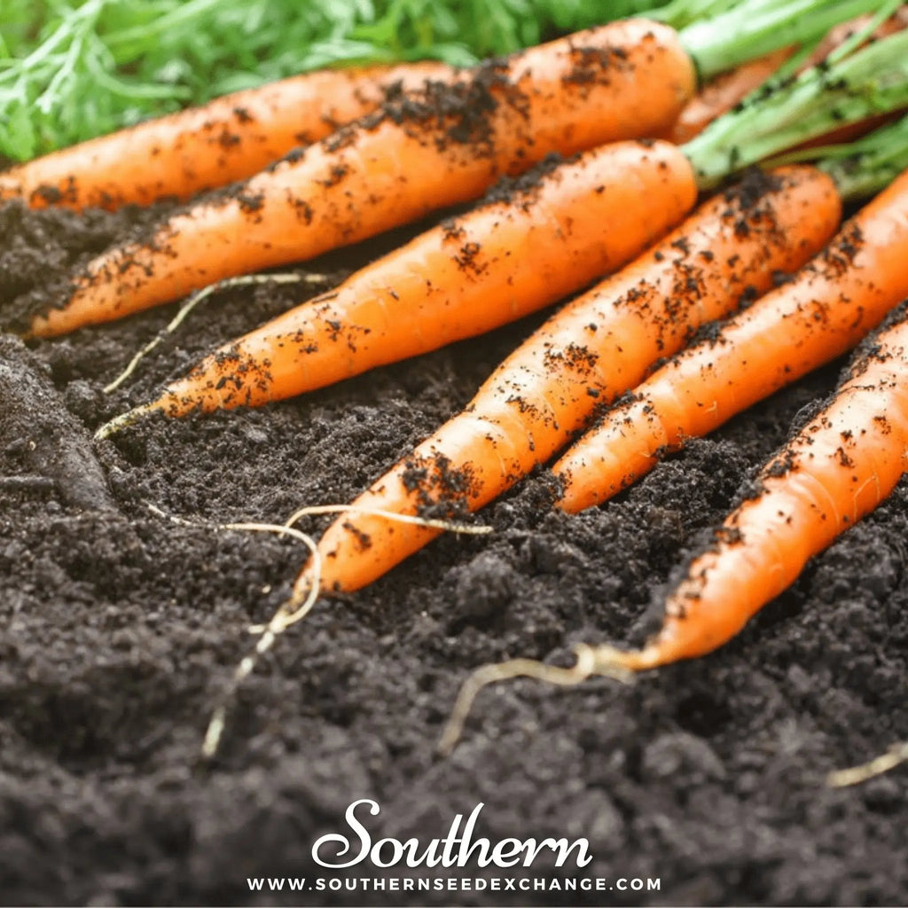 Tendersweet Carrot – 250 Seeds | | Wiccan Center