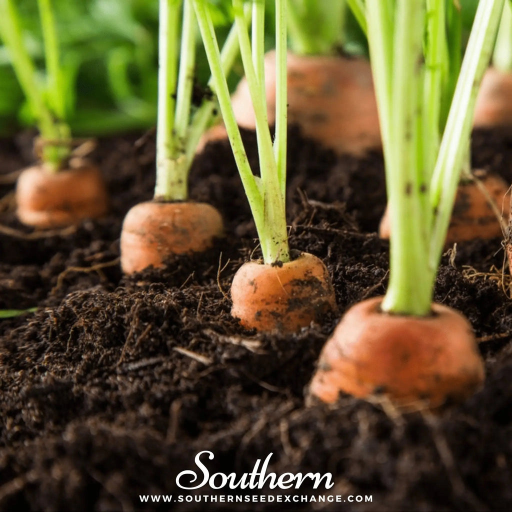 Tendersweet Carrot – 250 Seeds | | Wiccan Center