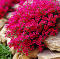 Cascade Red Rockcress – 50 Seeds | Seeds | Wiccan Center