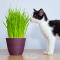 Cat Grass – 50 Seeds | Seeds | Wiccan Center
