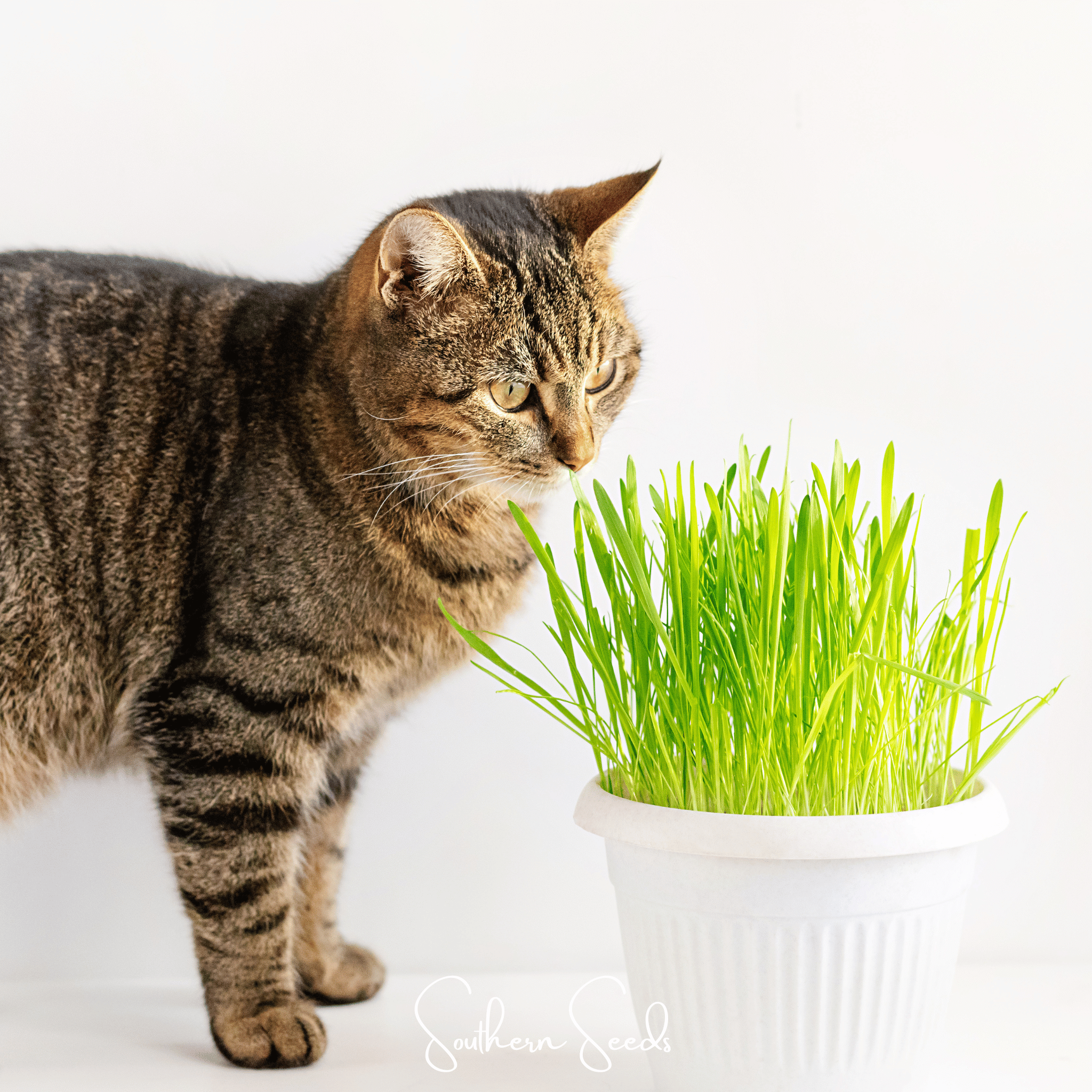 Cat Grass – 50 Seeds | Seeds | Wiccan Center