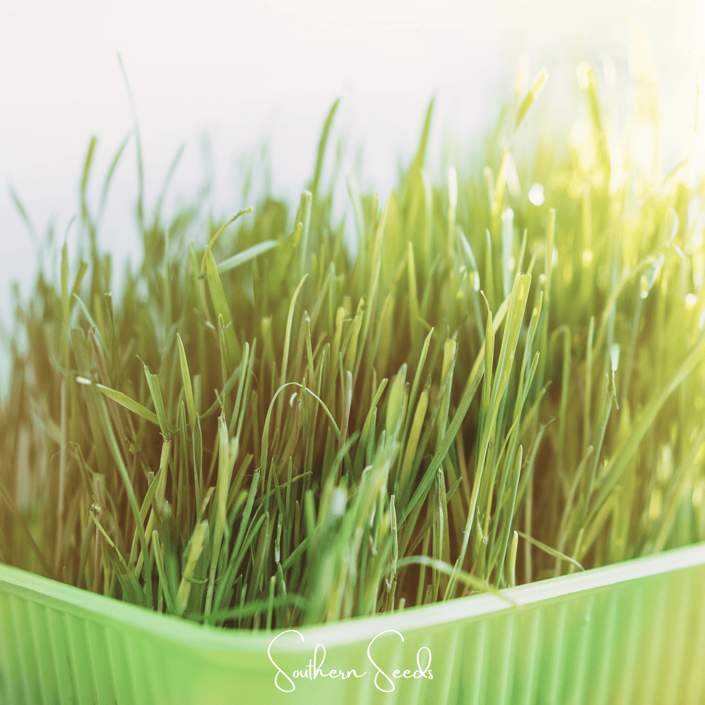 Cat Grass – 50 Seeds | Seeds | Wiccan Center