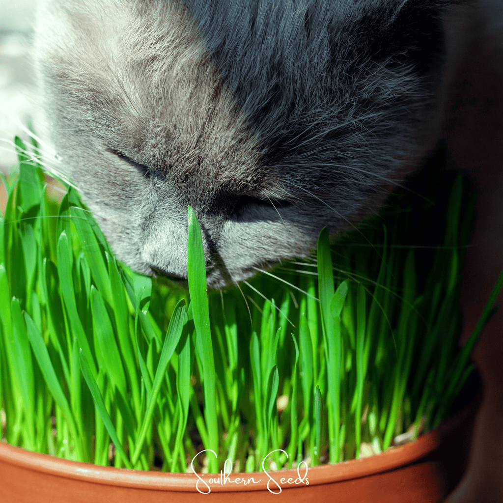 Cat Grass – 50 Seeds | Seeds | Wiccan Center