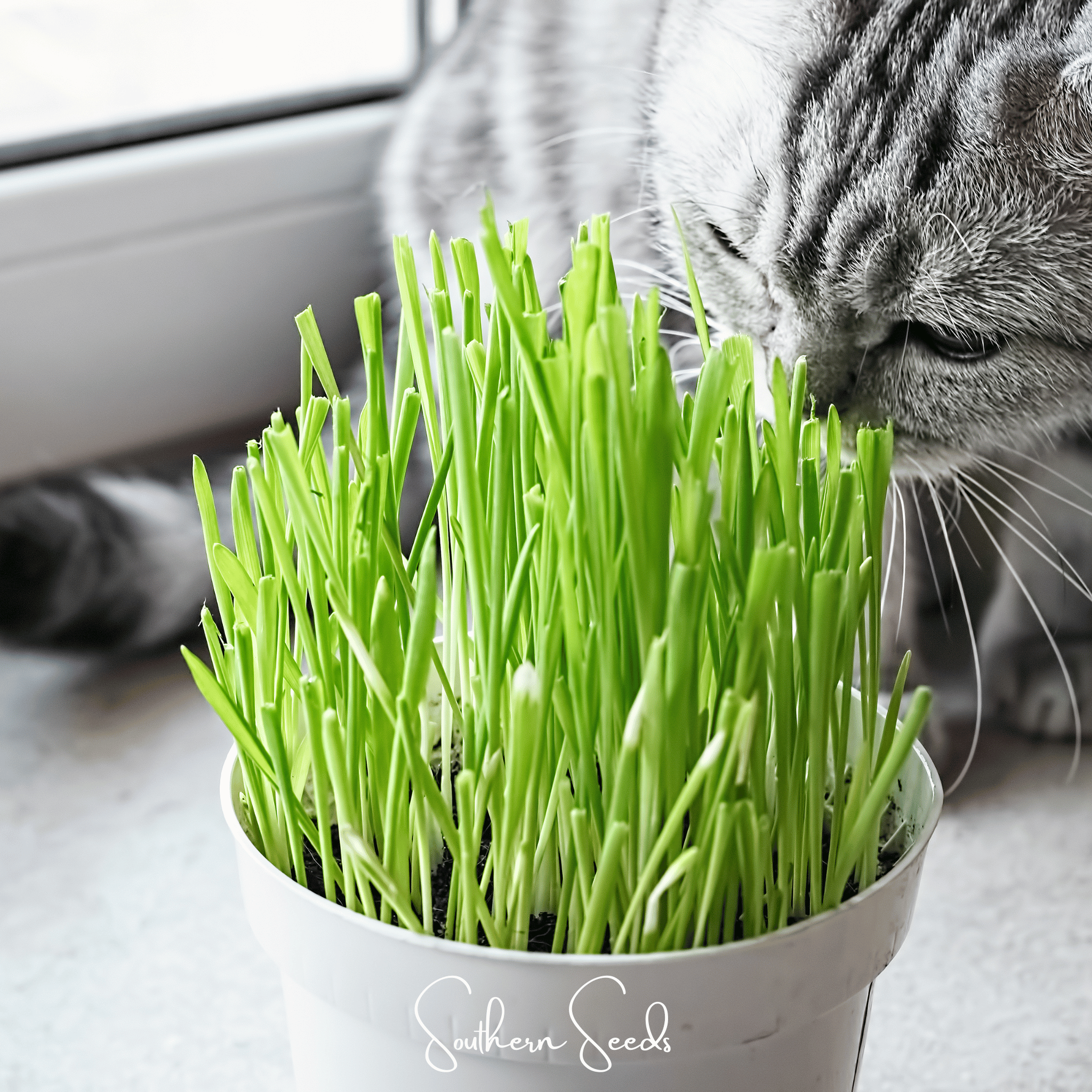 Cat Grass – 50 Seeds | Seeds | Wiccan Center