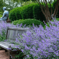 Catmint – 100 Seeds | Seeds | Wiccan Center