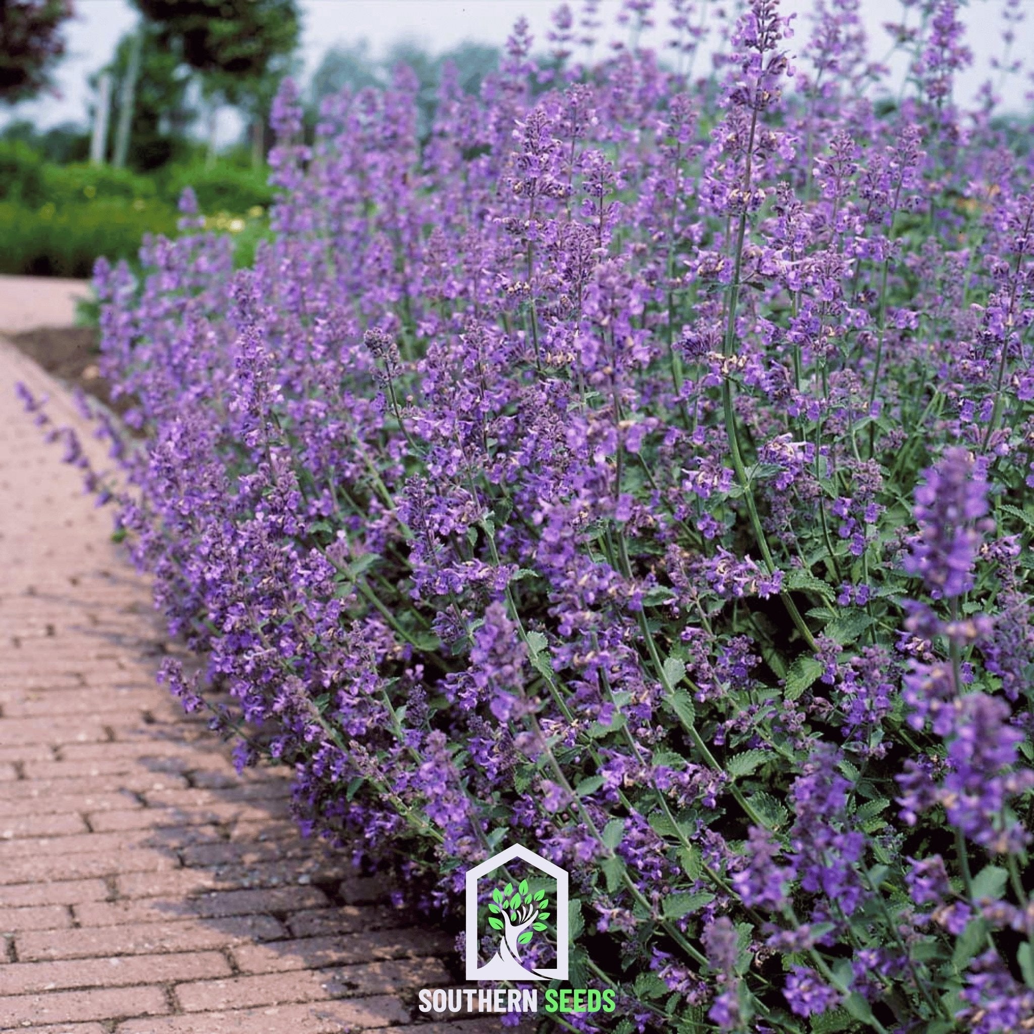 Catmint – 100 Seeds | Seeds | Wiccan Center