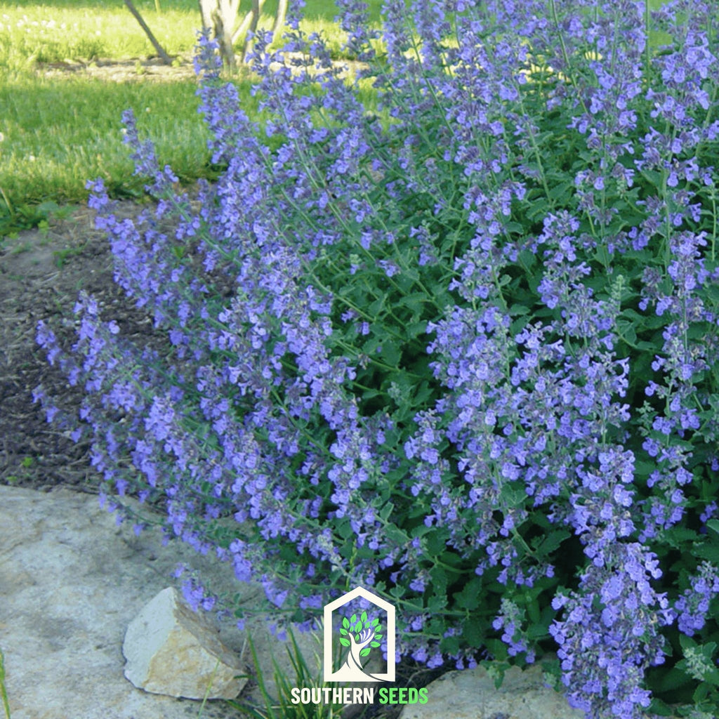 Catmint – 100 Seeds | Seeds | Wiccan Center