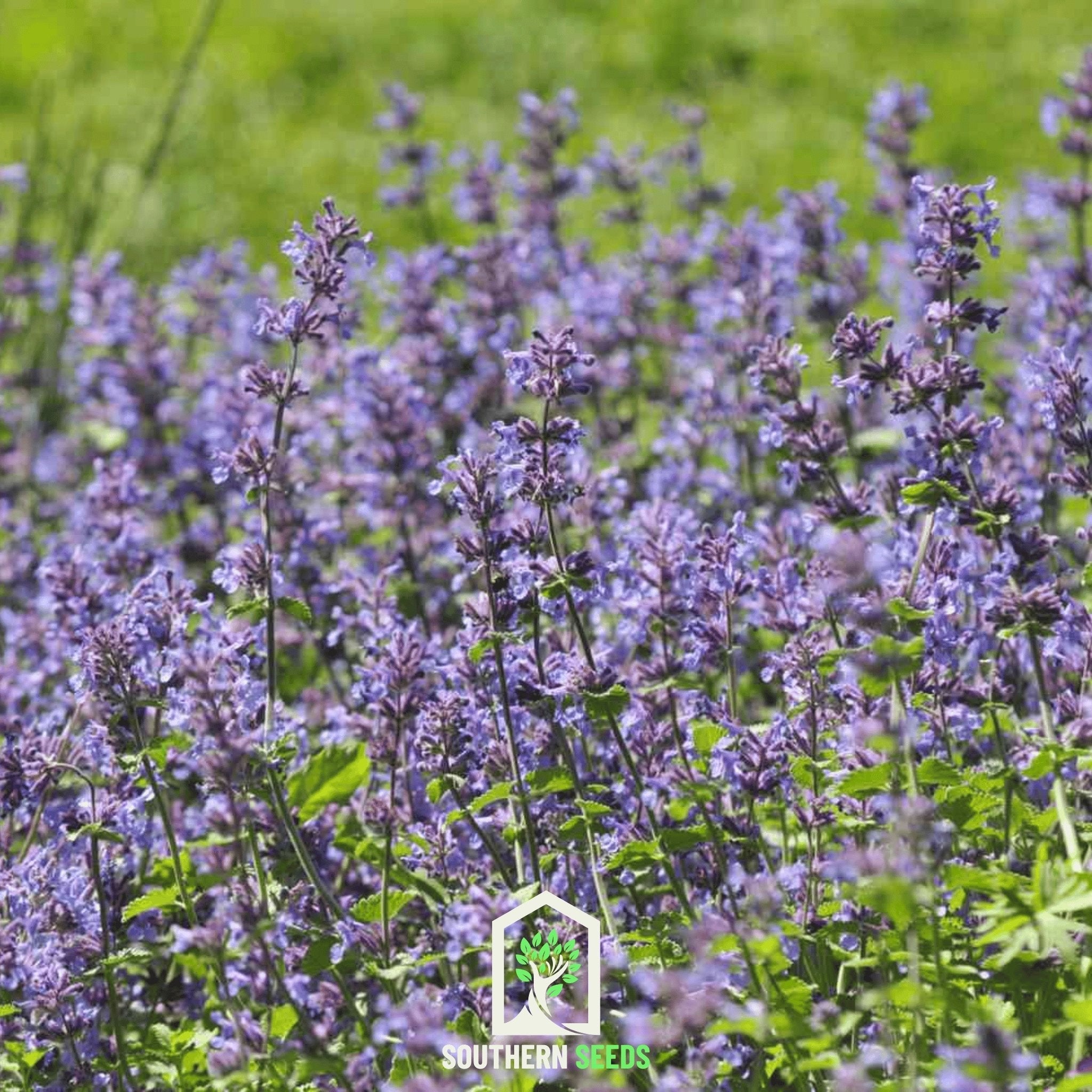 Catmint – 100 Seeds | Seeds | Wiccan Center