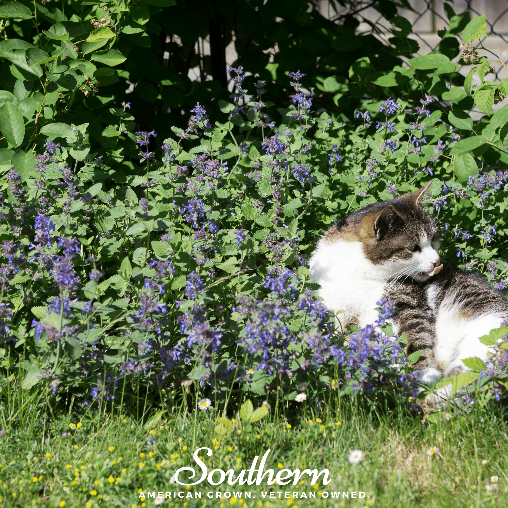 Lemon Catnip – 250 Seeds | | Wiccan Center