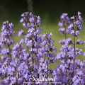 Lemon Catnip – 250 Seeds | | Wiccan Center