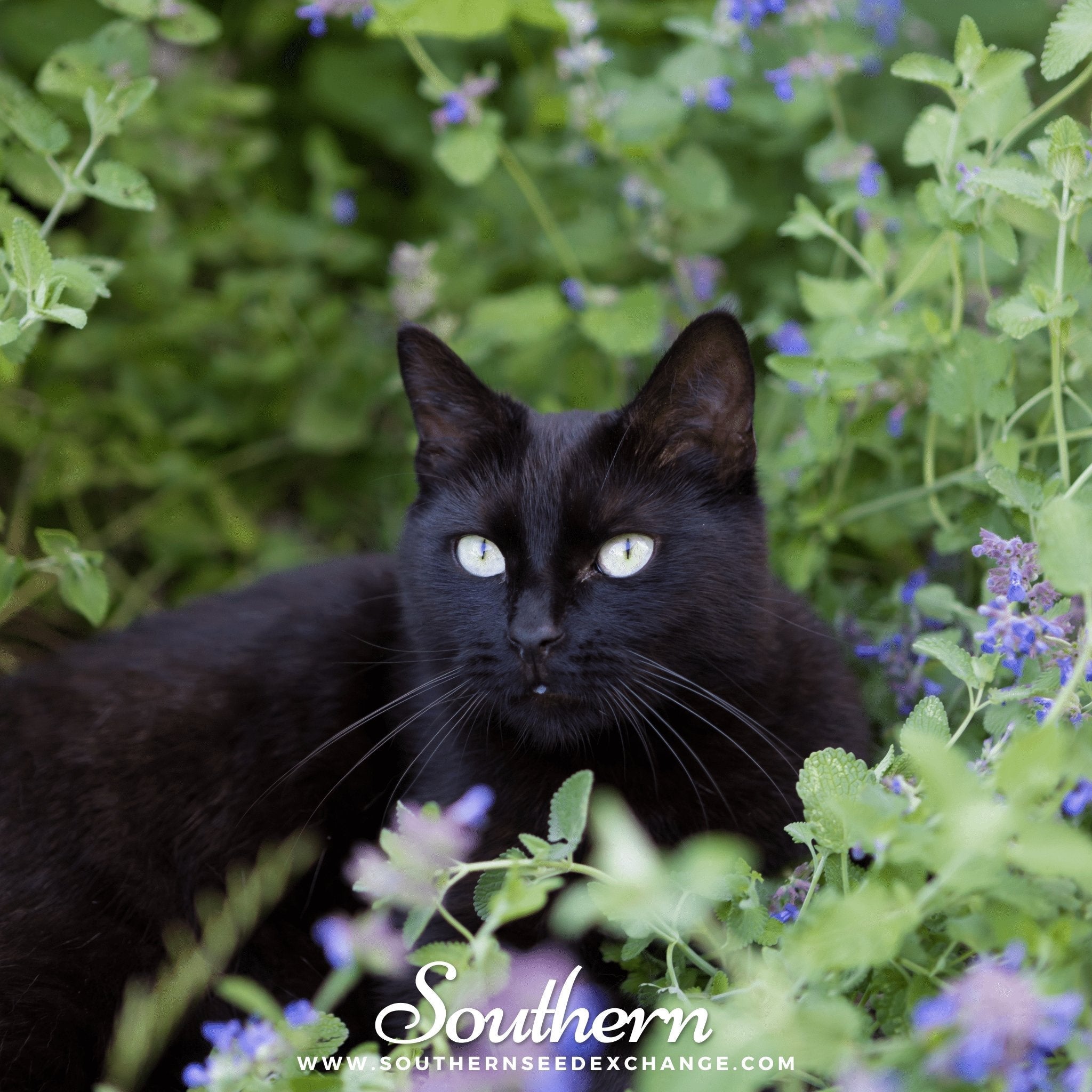 Catnip – 250 Seeds | | Wiccan Center