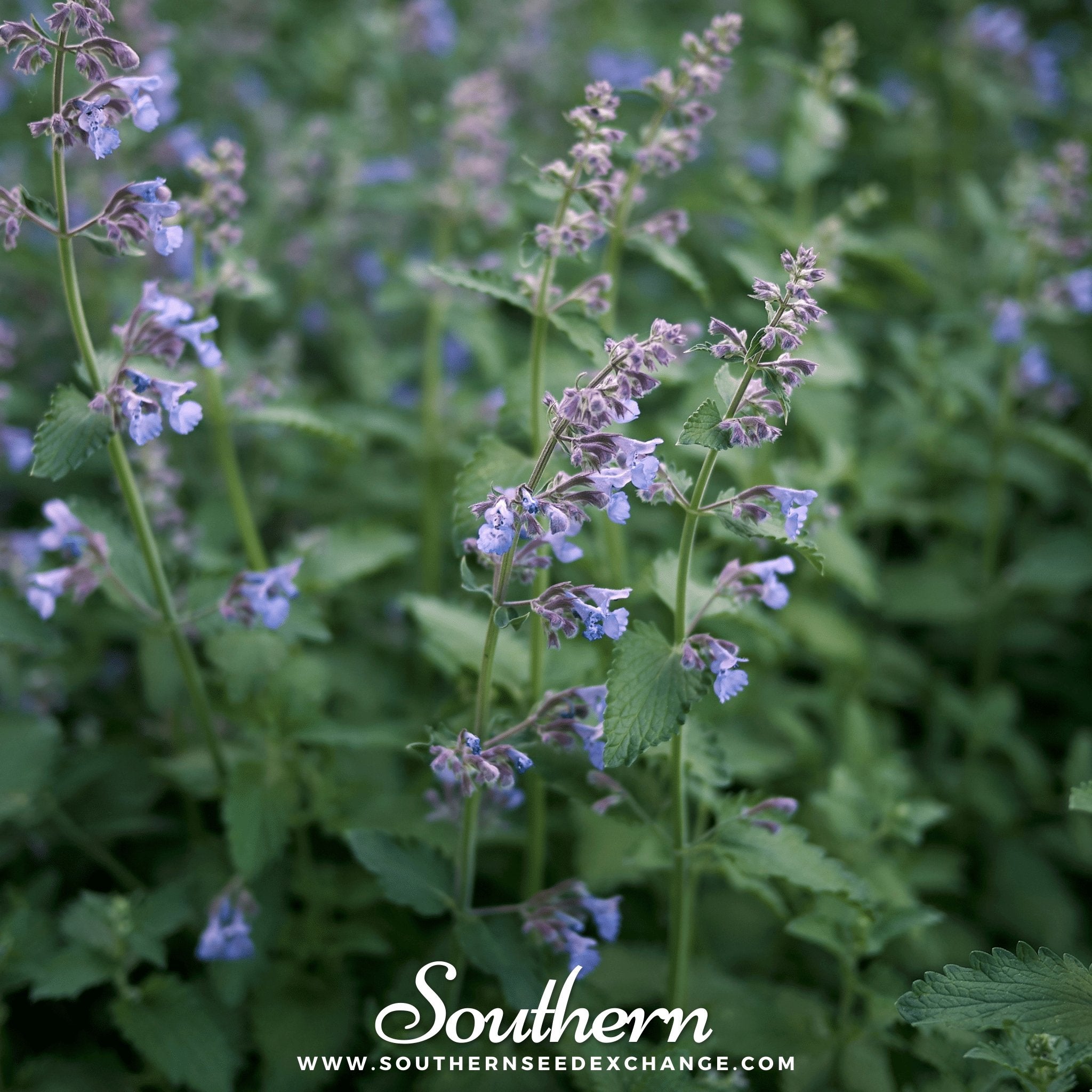 Catnip – 250 Seeds | | Wiccan Center