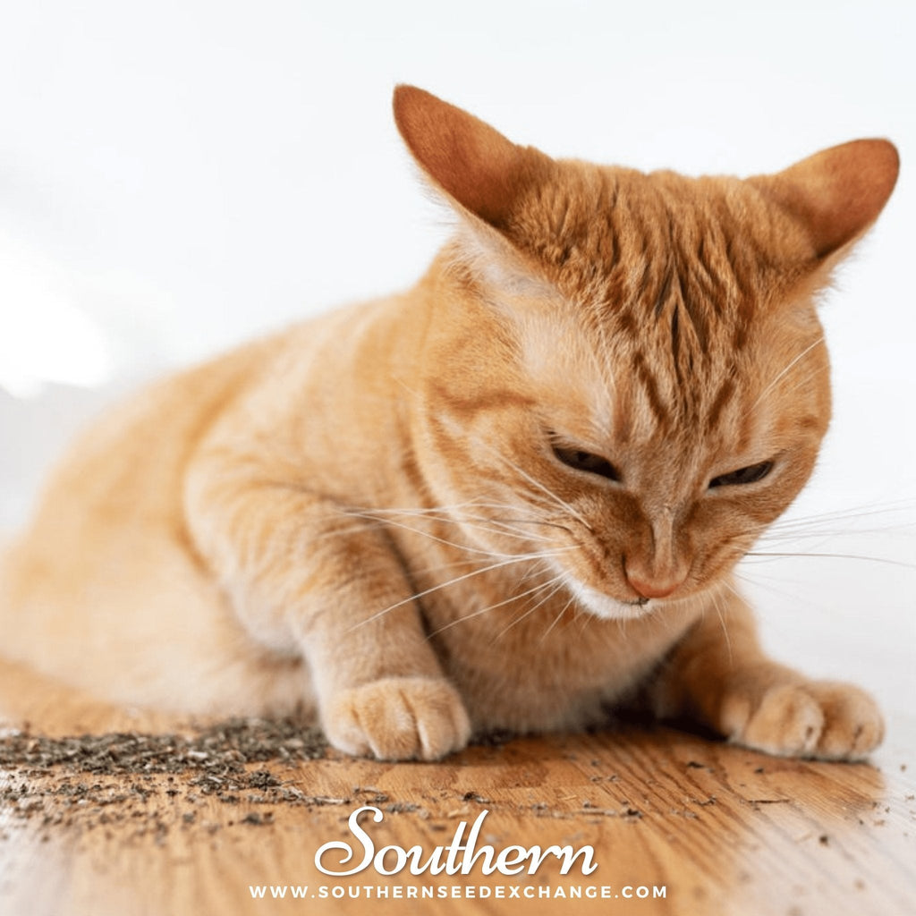 Catnip – 250 Seeds | | Wiccan Center