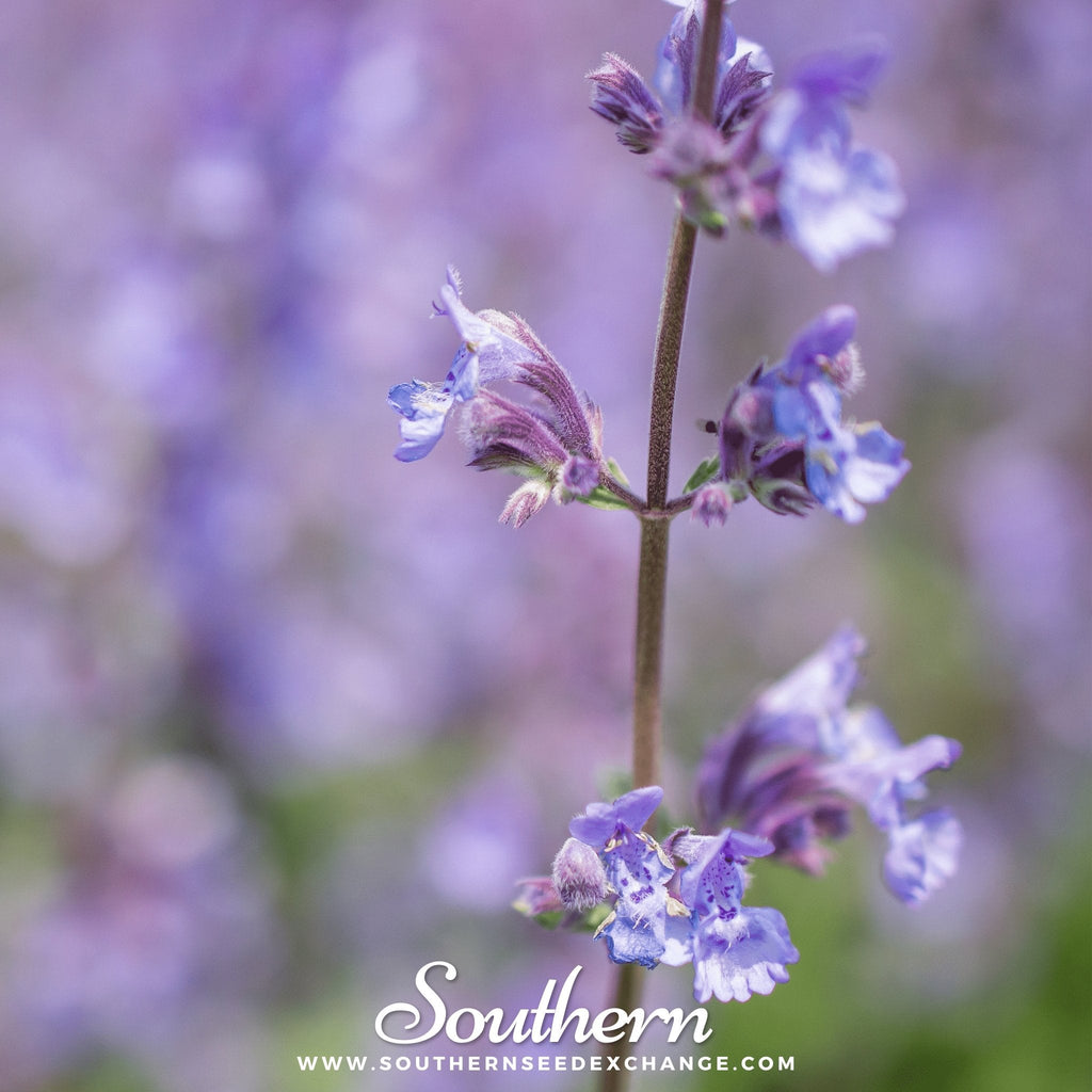Catnip – 250 Seeds | | Wiccan Center