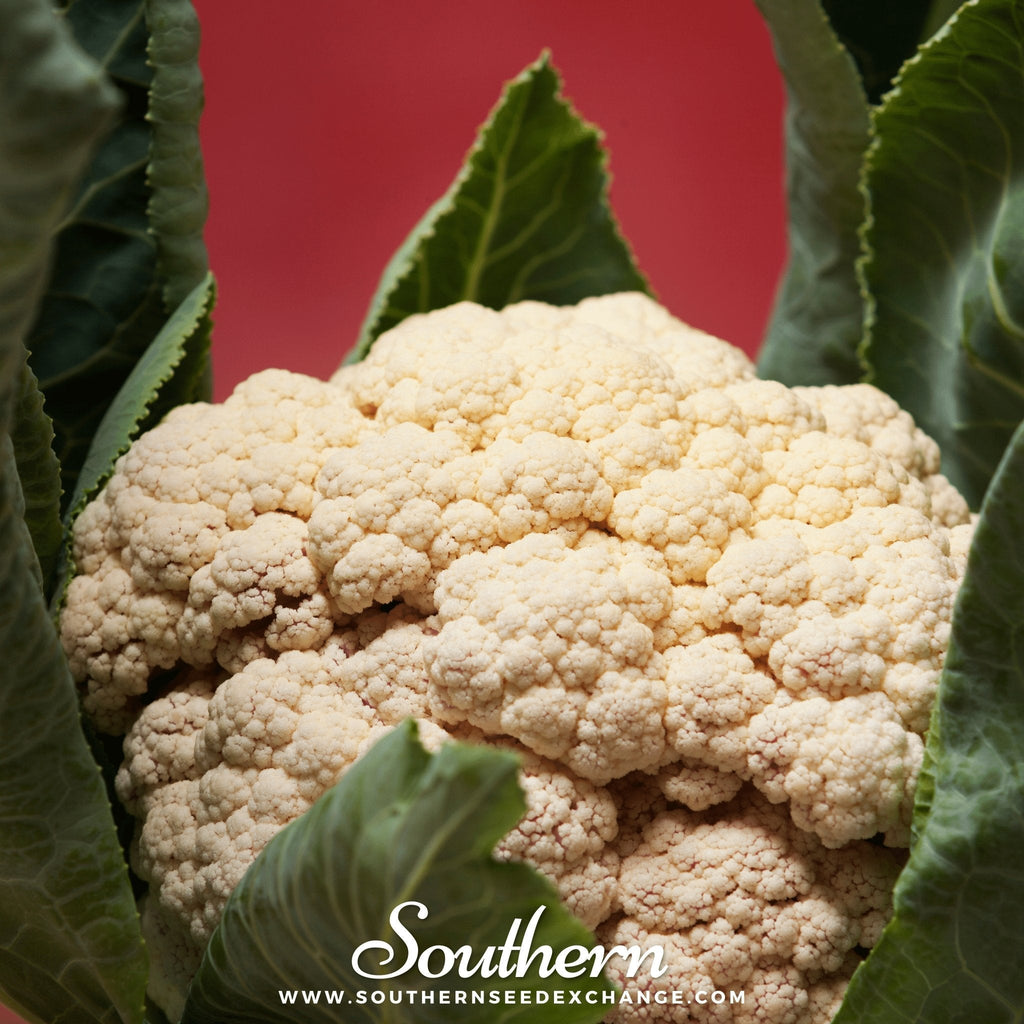 Snowball Y Improved Cauliflower – 200 Seeds | | Wiccan Center